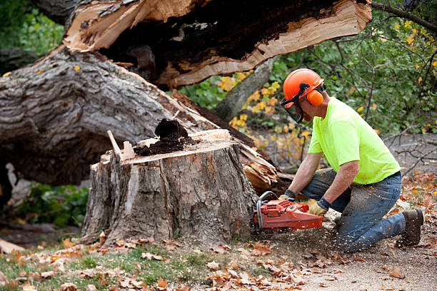 Best Lawn Grading and Leveling  in USA